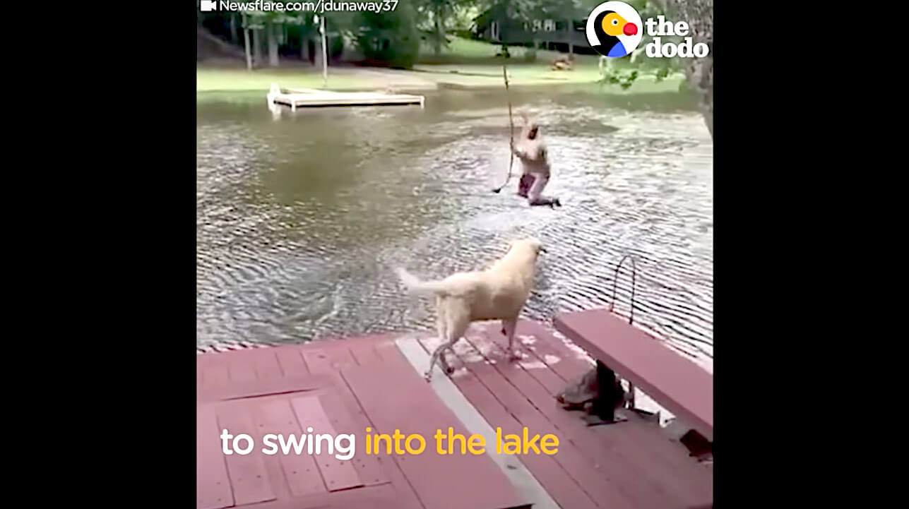 ラブラドールレトリーバー,動画