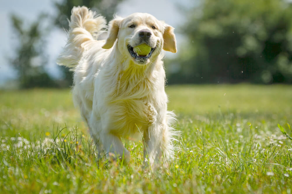 レトリーバー,病気,向き合い方,感情