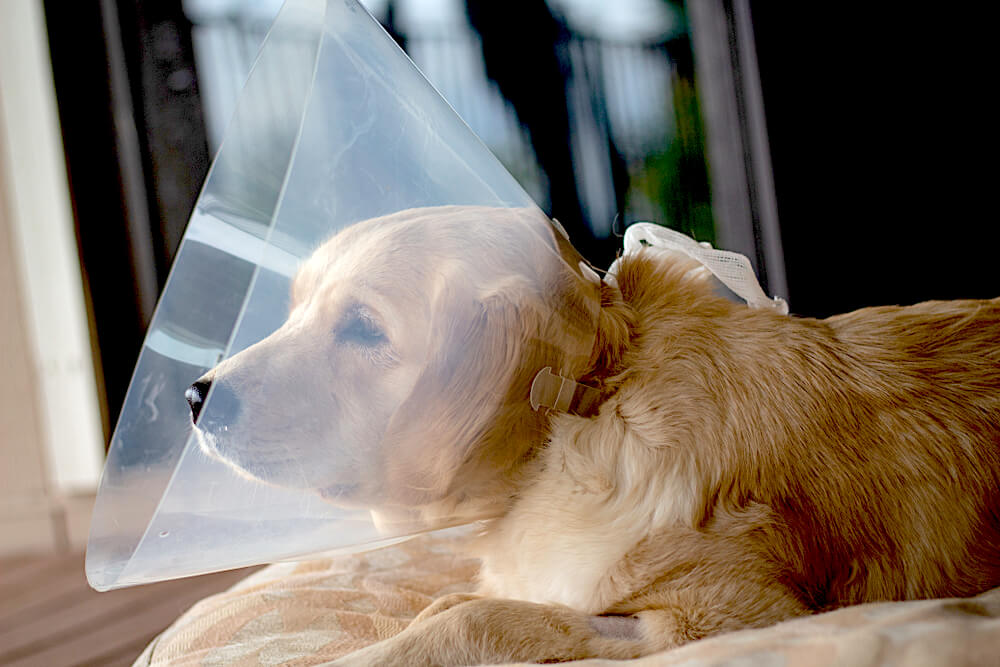 レトリーバー,病気,向き合い方,感情