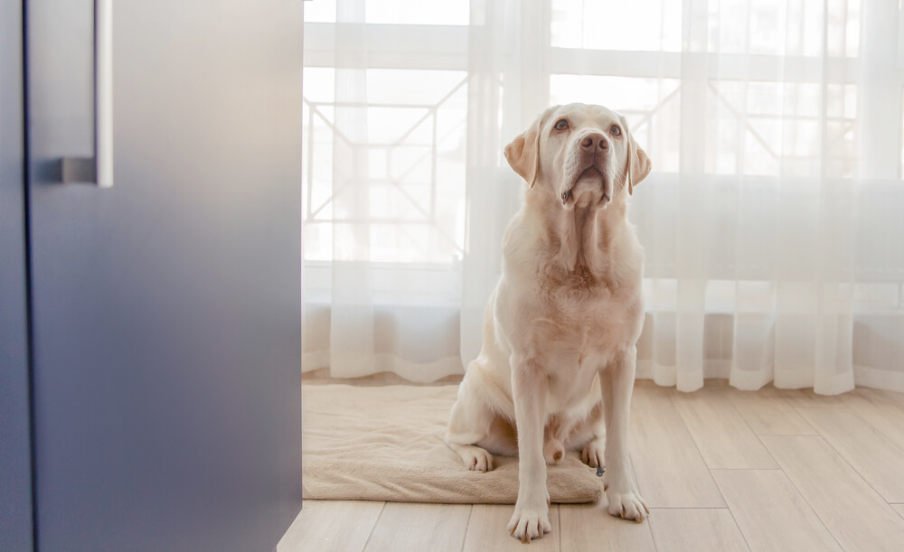 レトリーバー,病気,向き合い方,感情