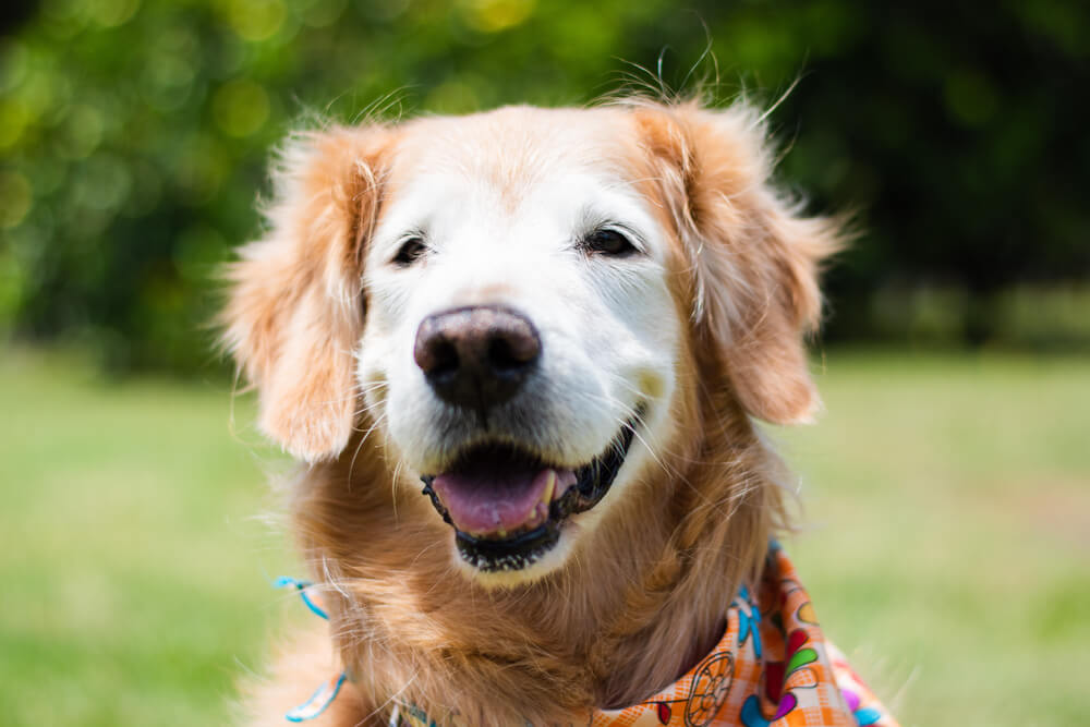 レトリーバー,病気,向き合い方,感情