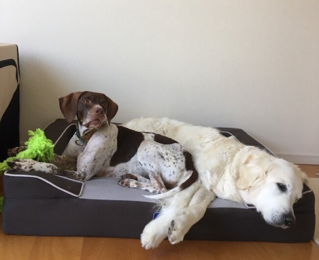 コールデンレトリーバー、ポインター