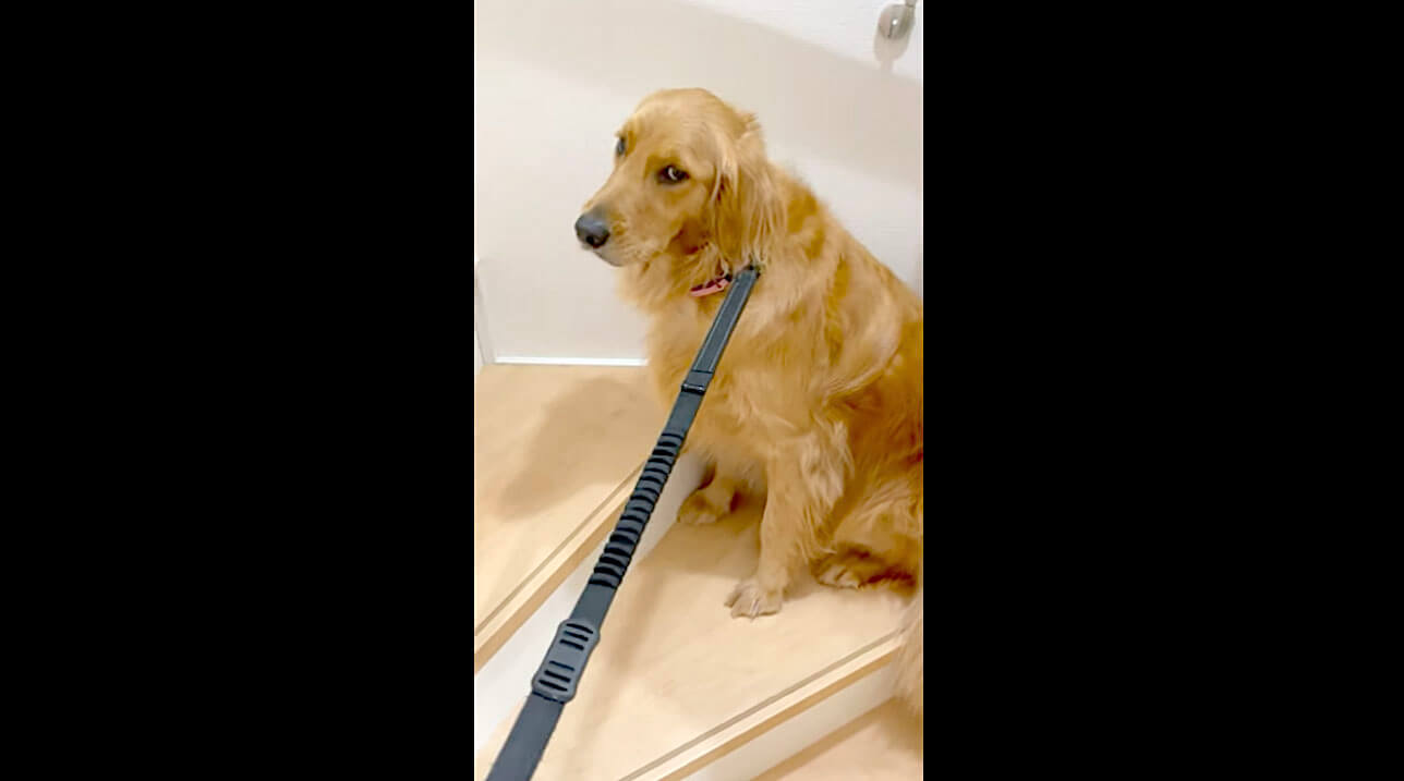 ゴールデンレトリーバー,動画