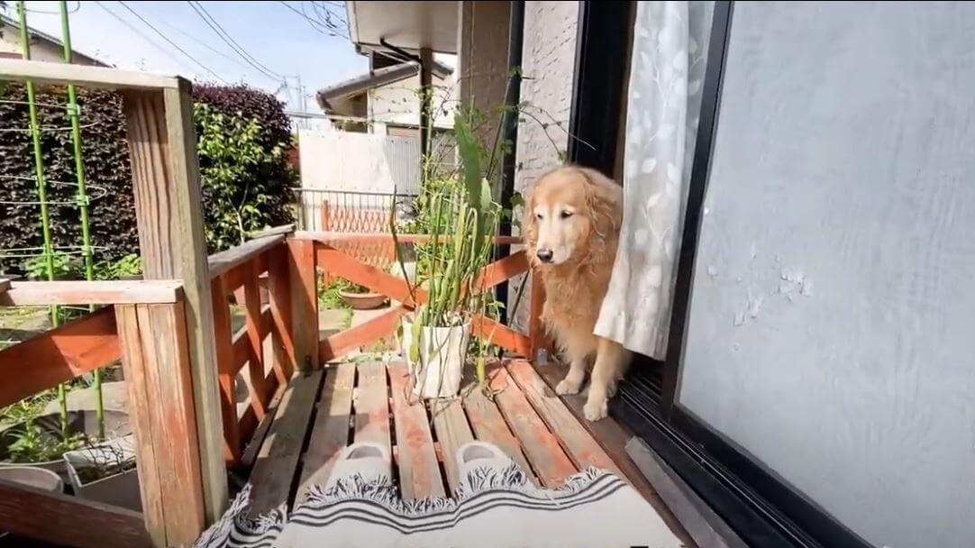 ゴールデンレトリーバー,動画