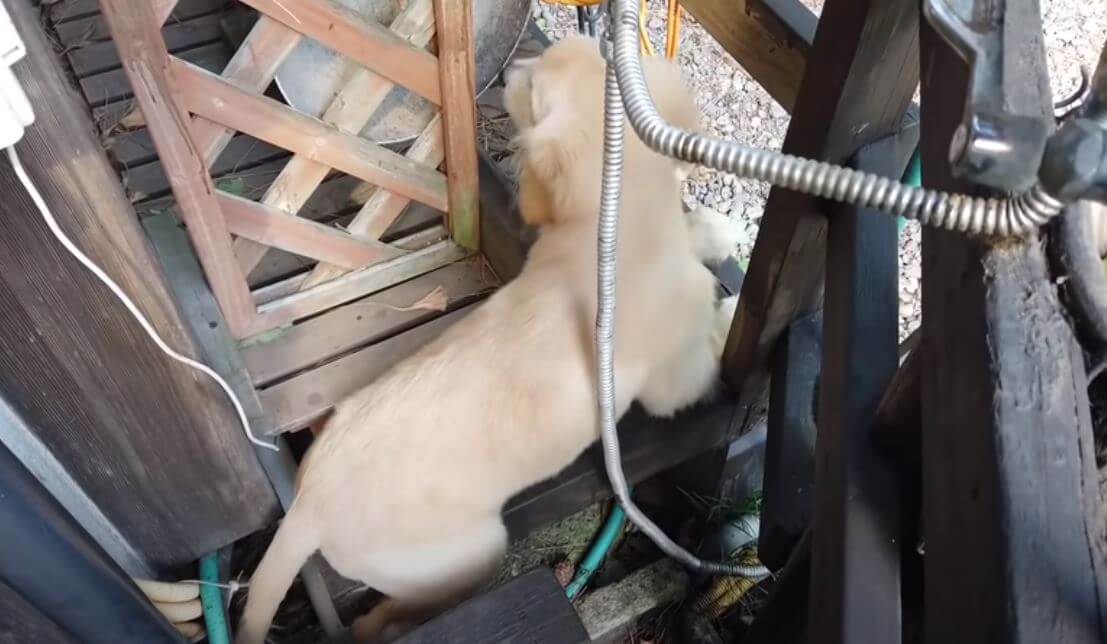 ゴールデンレトリーバー,動画