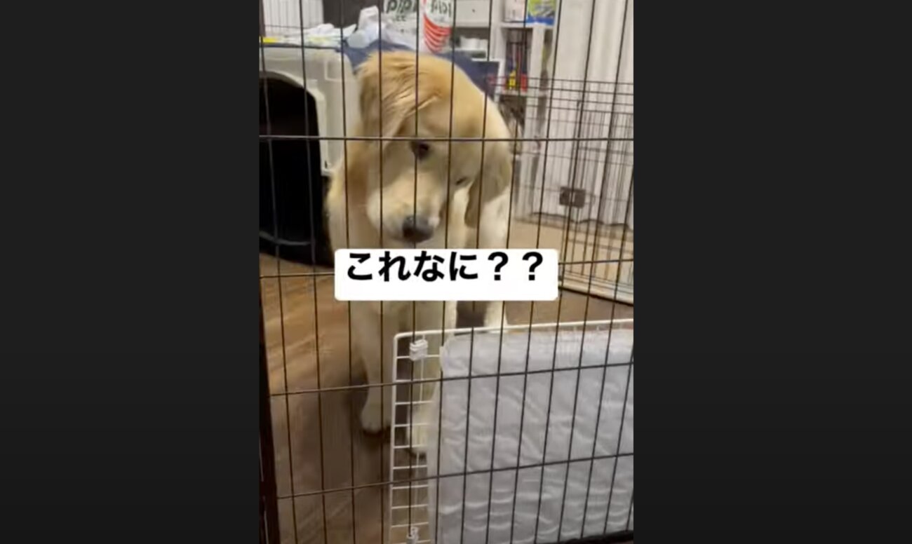 ゴールデンレトリーバー,動画