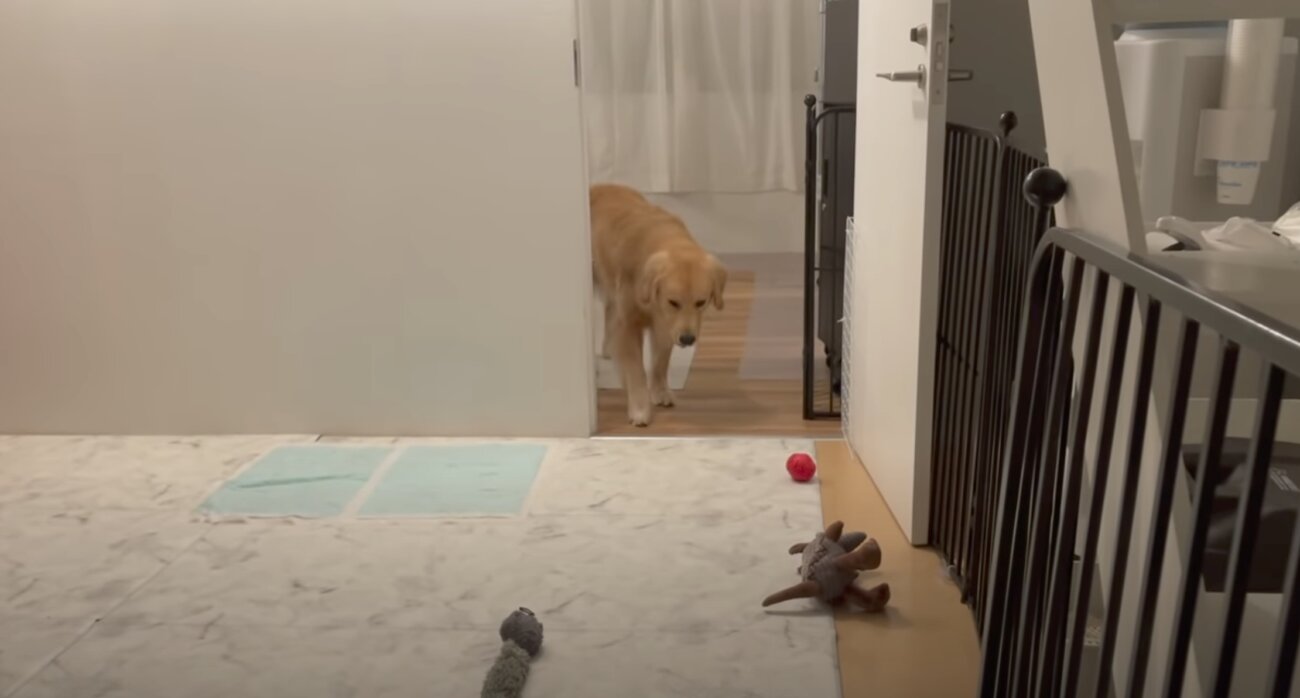 ゴールデンレトリーバー,動画