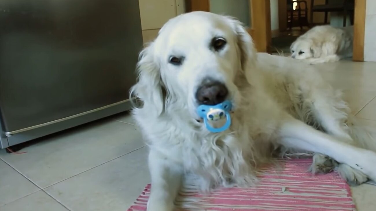 ゴールデンレトリーバー,動画