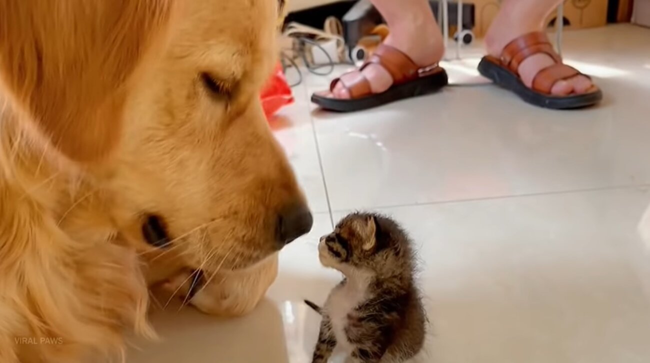 ゴールデンレトリーバー,動画