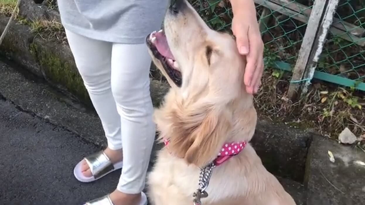 ゴールデンレトリーバー,動画