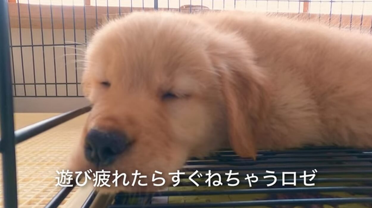 ゴールデンレトリーバー,動画