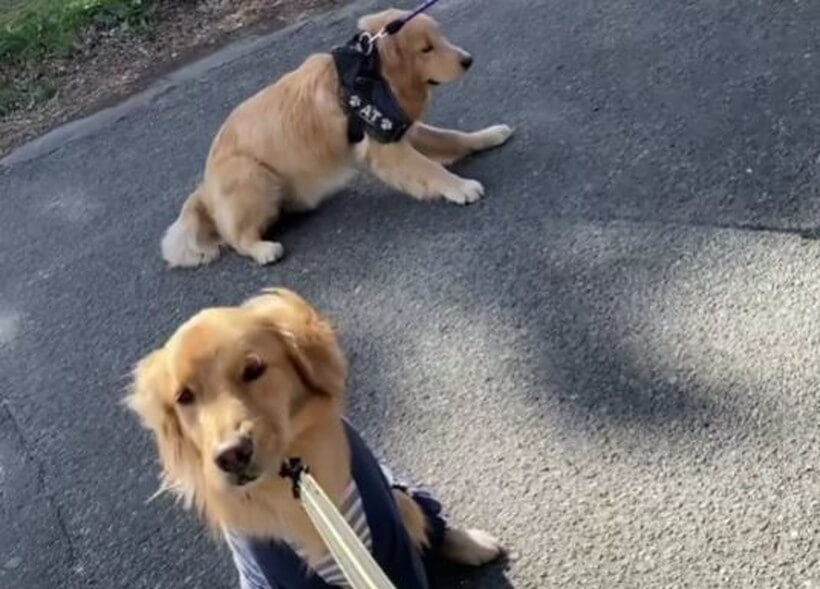 ゴールデンレトリーバー,動画