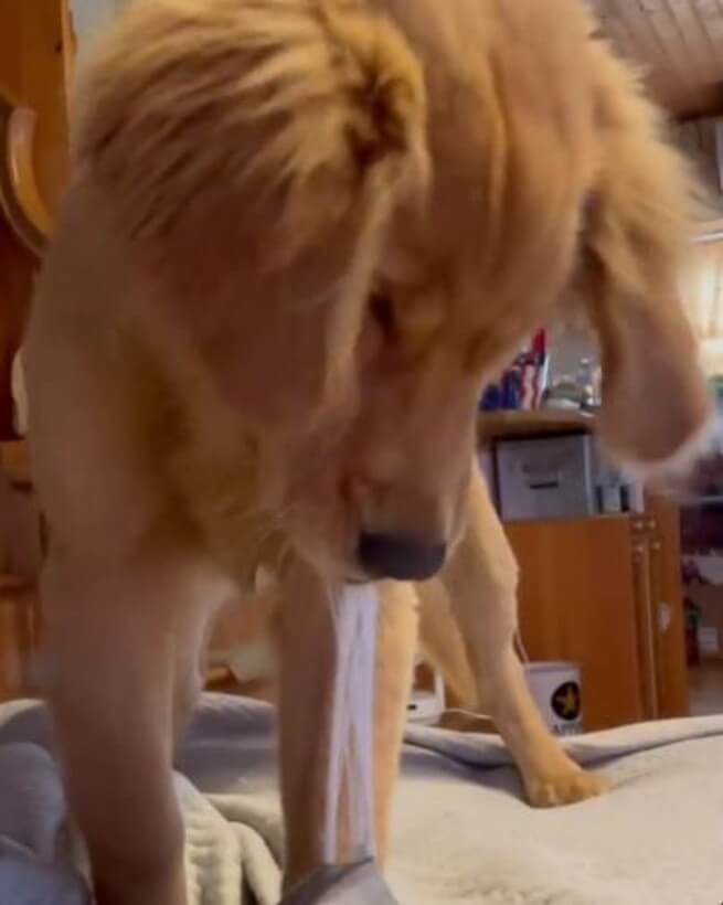 ゴールデンレトリーバー,動画