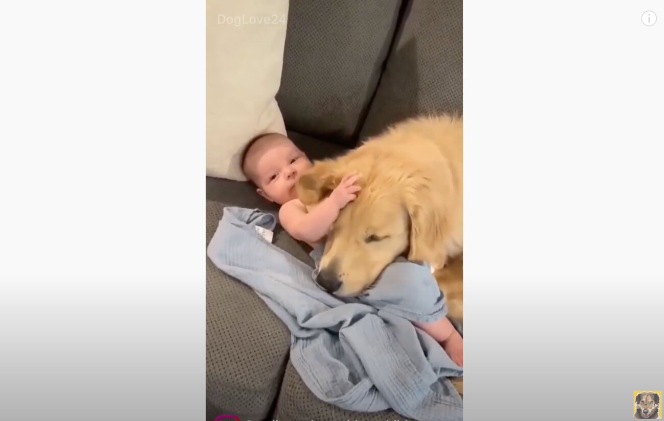 ゴールデンレトリーバー,動画