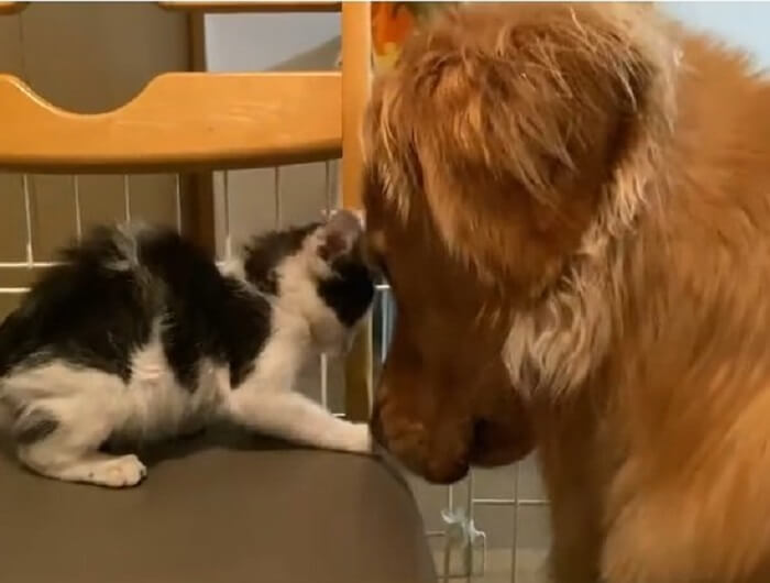 ゴールデンレトリーバー,動画