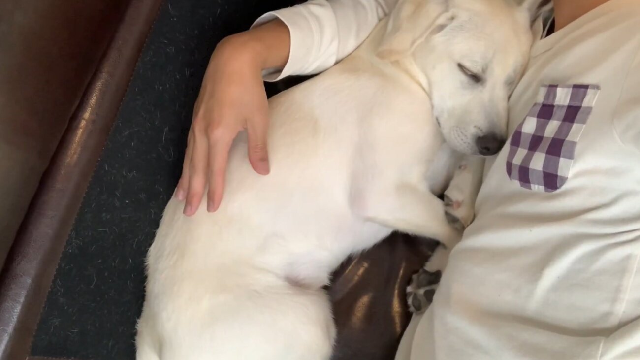 ラブラドールレトリーバー,動画