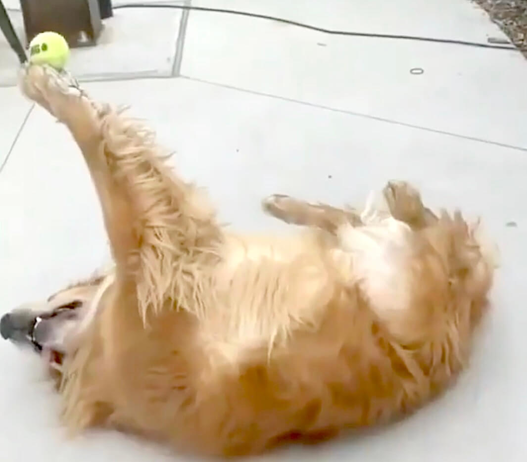 ゴールデンレトリーバー,動画