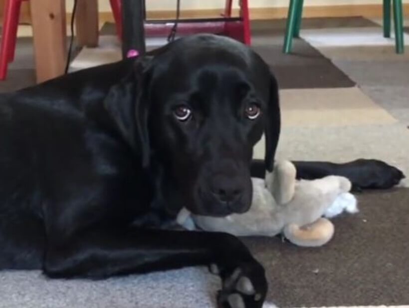 ラブラドールレトリーバー,動画