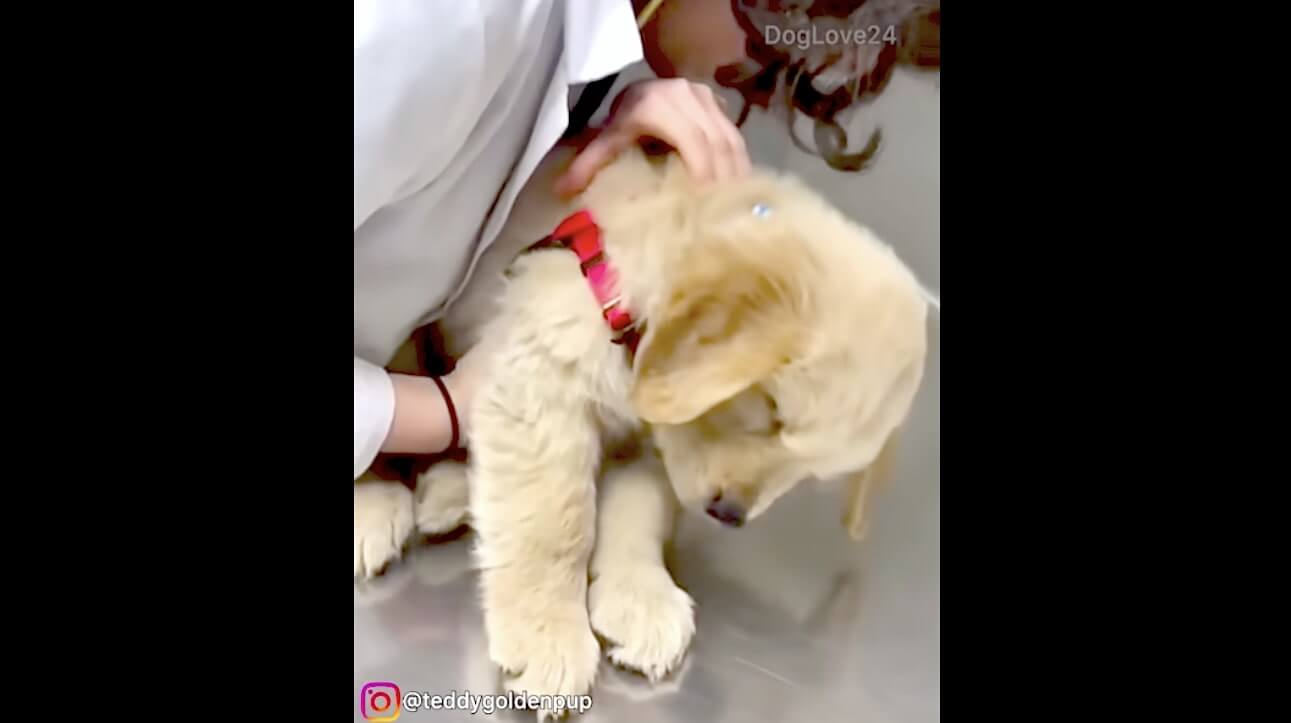 ゴールデンレトリーバー,動画