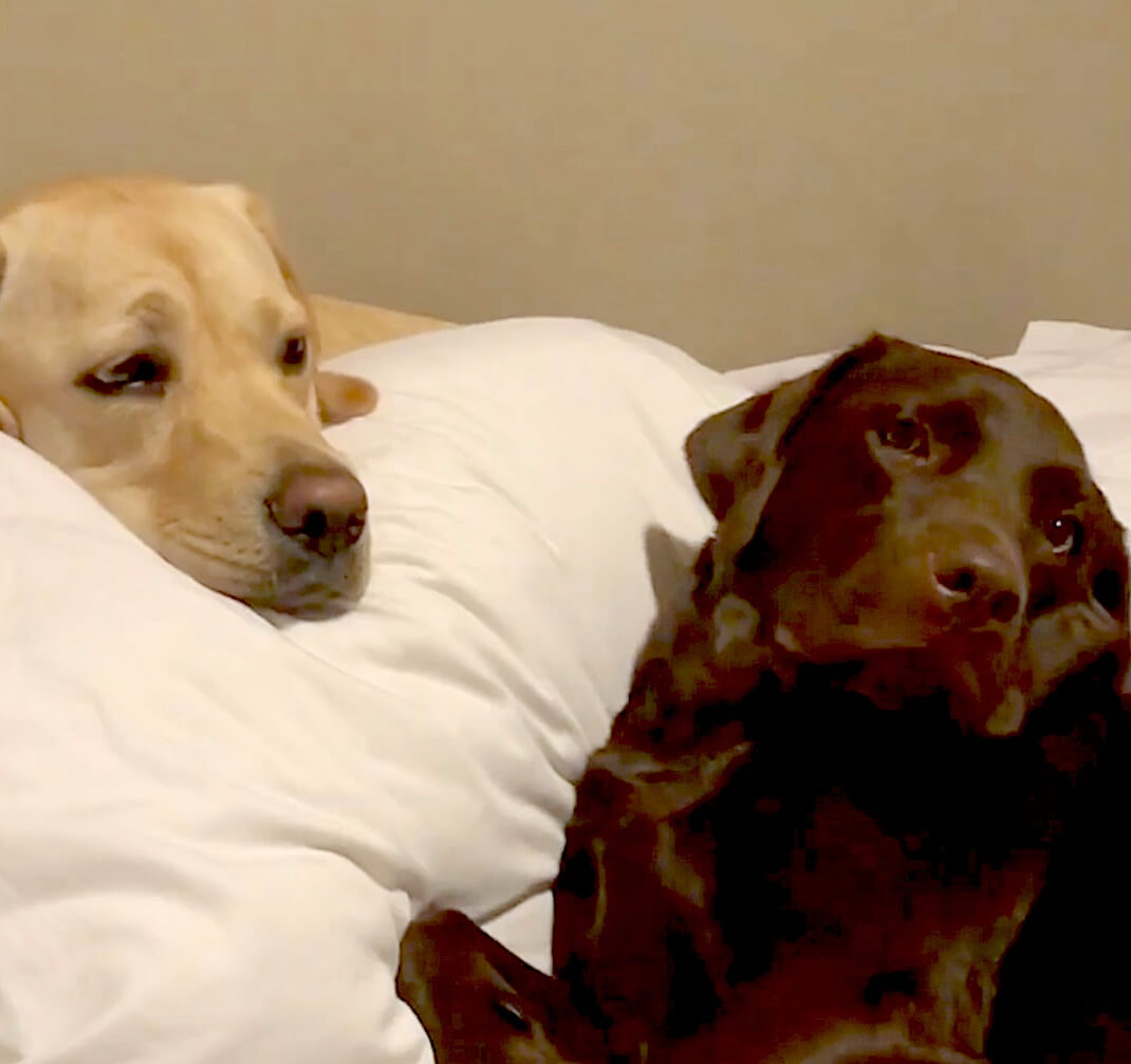 ラブラドールレトリーバー,動画