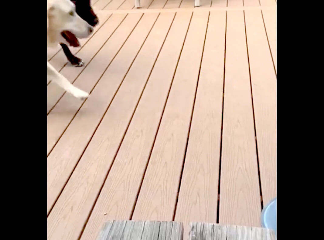 ラブラドールレトリーバー,動画