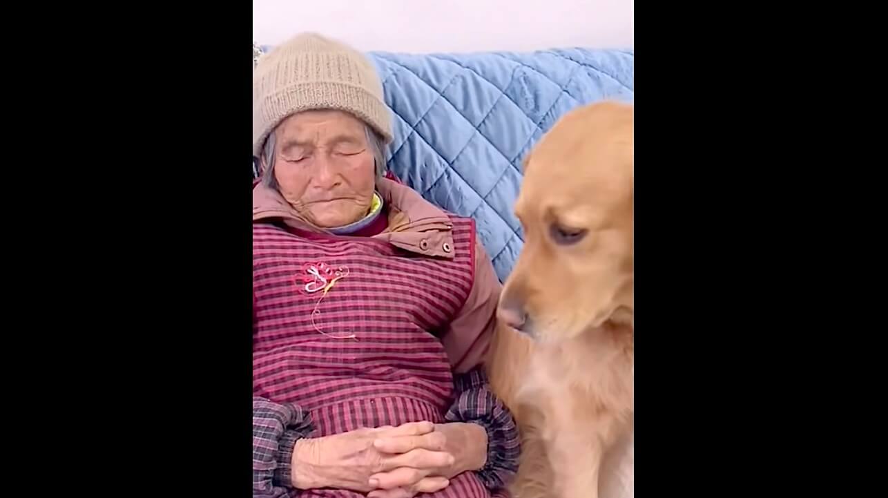 ゴールデンレトリーバー,動画