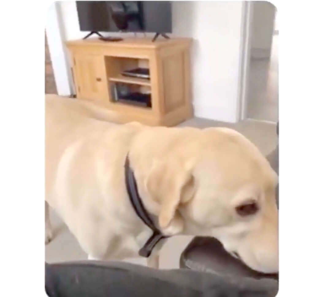 ラブラドールレトリーバー,動画