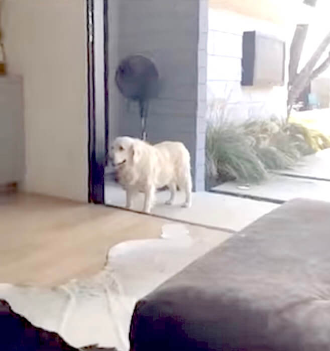 ゴールデンレトリーバー,動画