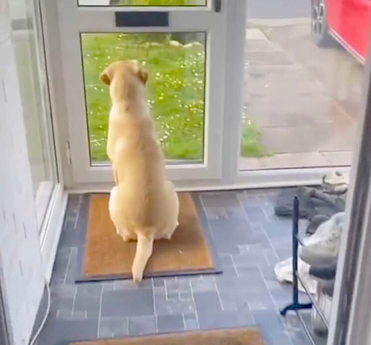 ラブラドールレトリーバー,動画