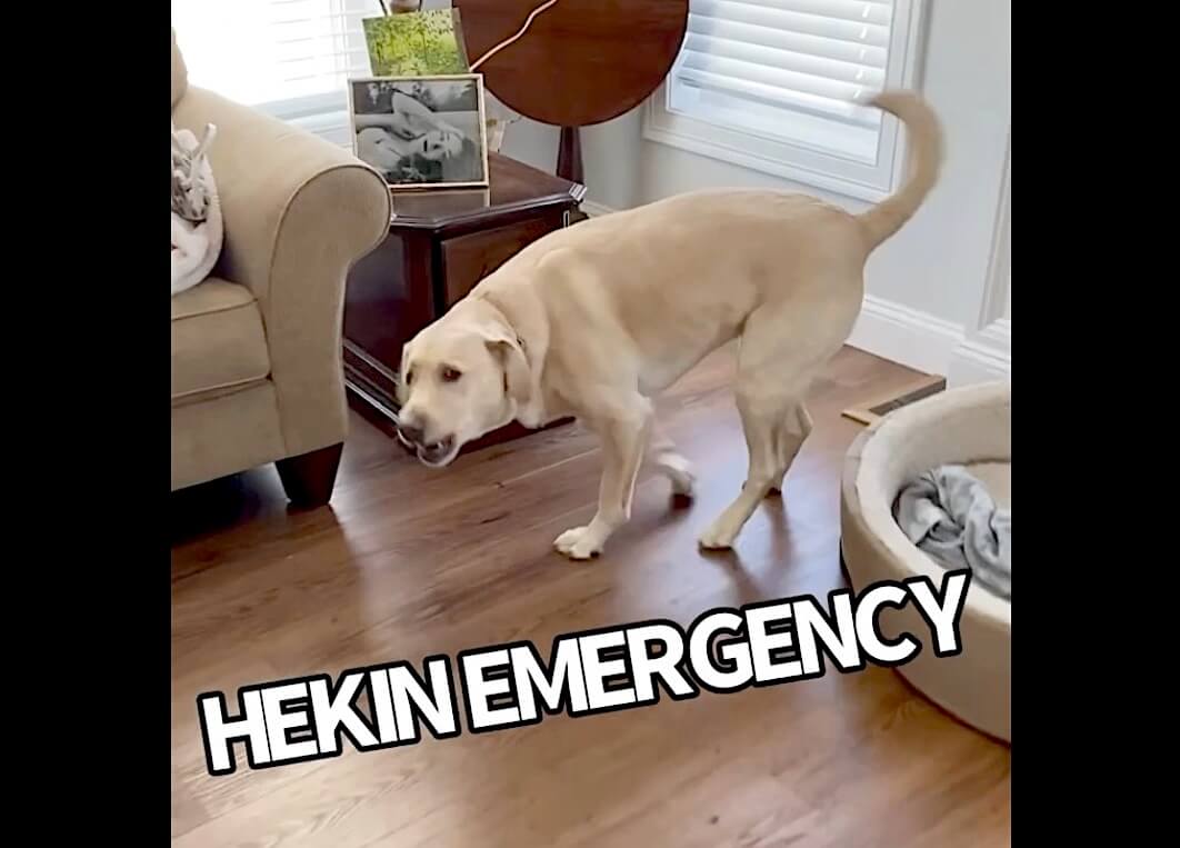 ラブラドールレトリーバー,動画