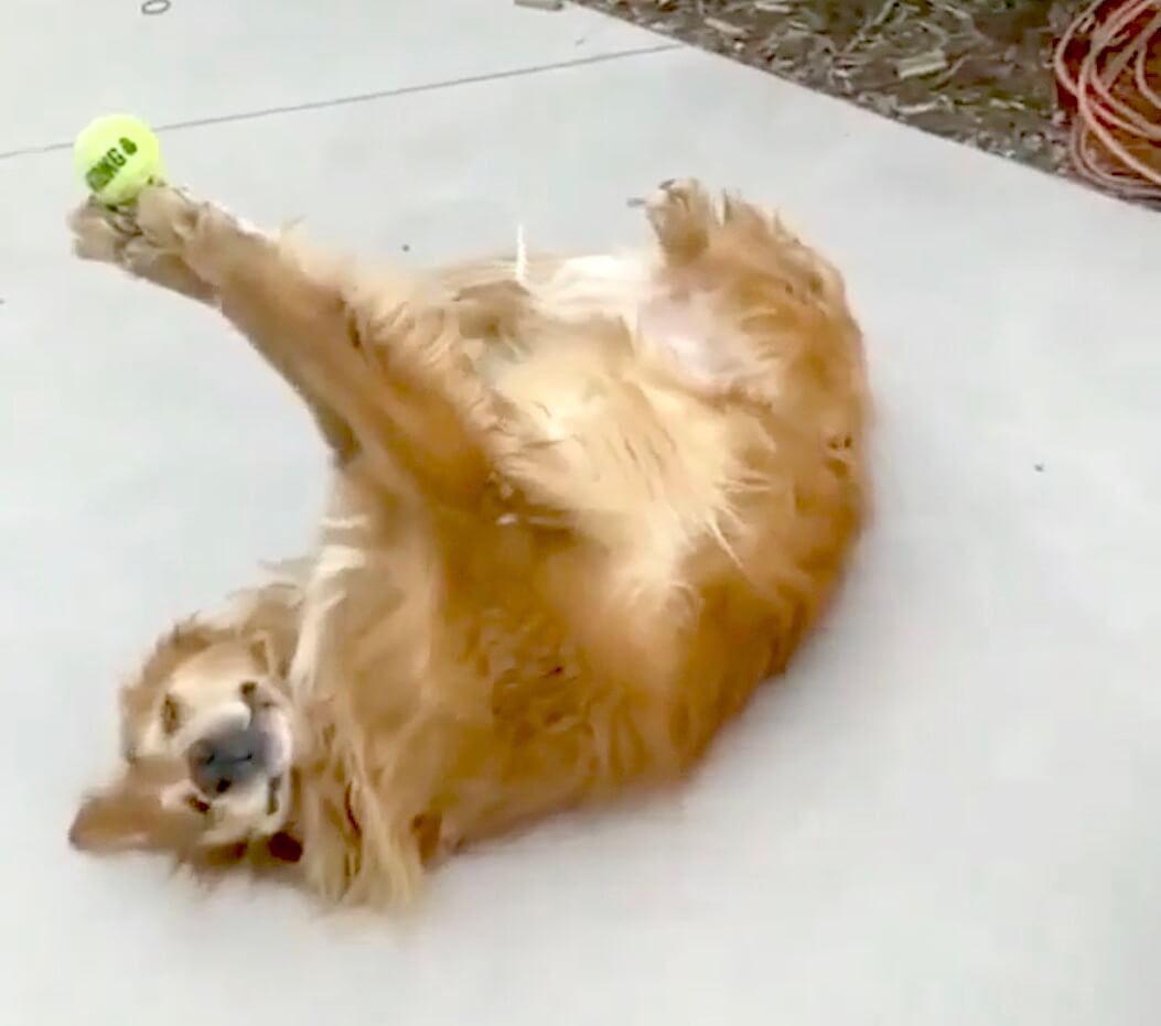 ゴールデンレトリーバー,動画