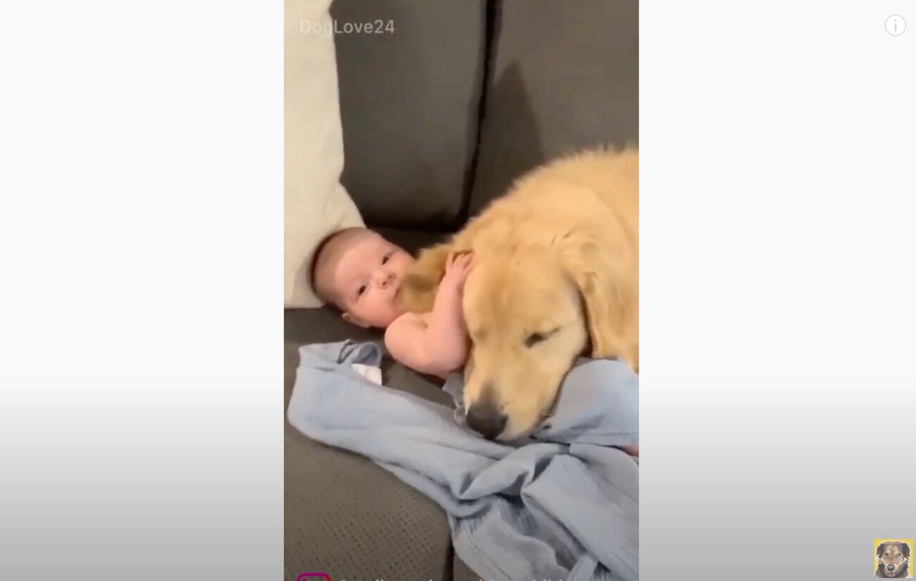 ゴールデンレトリーバー,動画