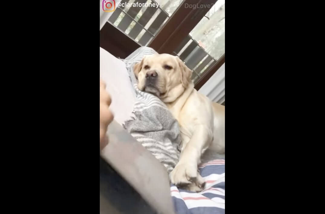 ラブラドールレトリーバー,動画