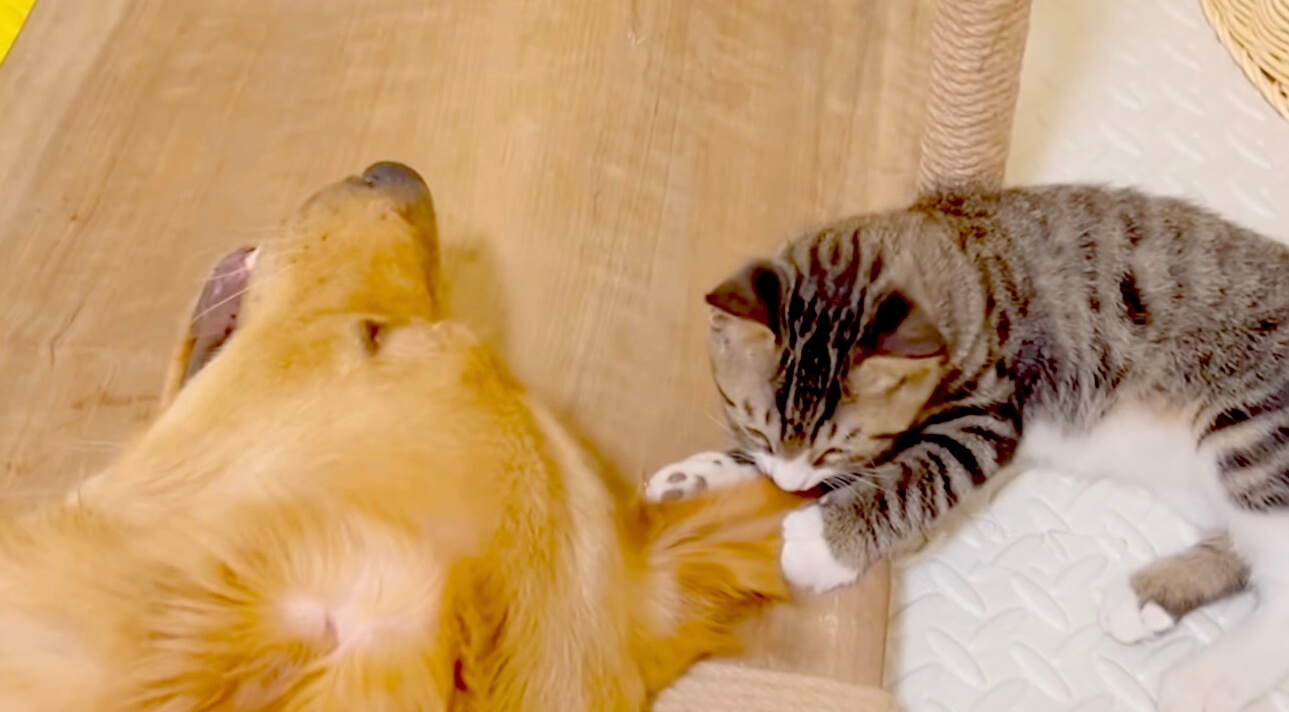 ゴールデンレトリーバー,動画