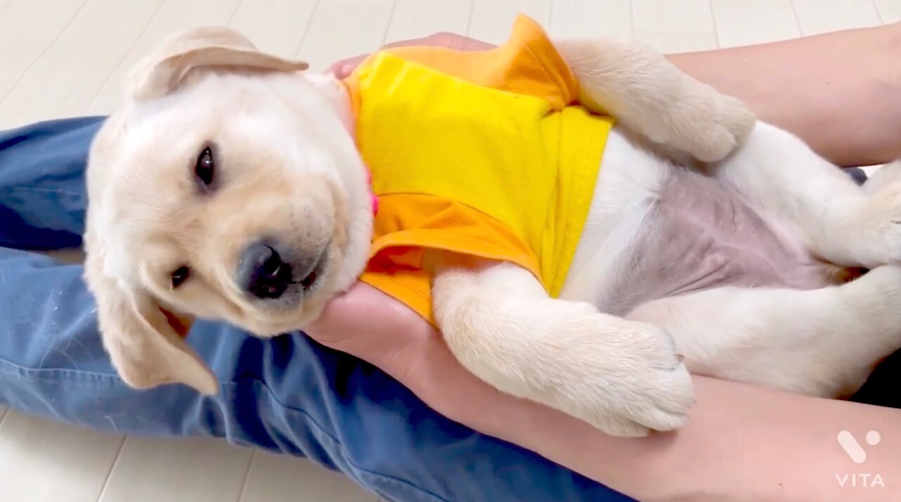 ラブラドールレトリーバー,動画