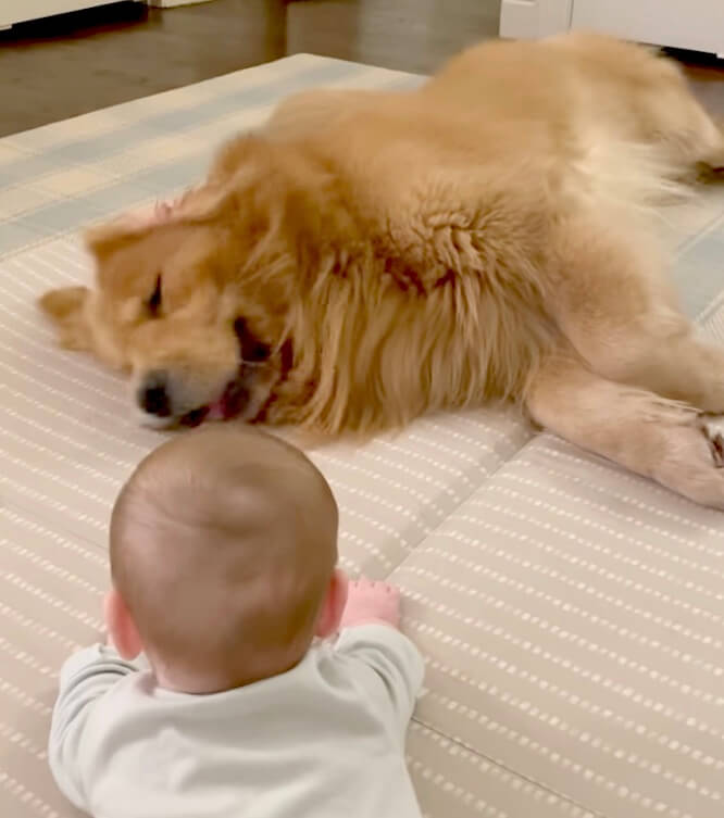 ゴールデンレトリーバー,動画