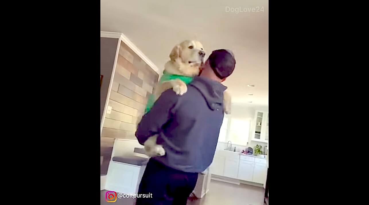 ゴールデンレトリーバー,動画