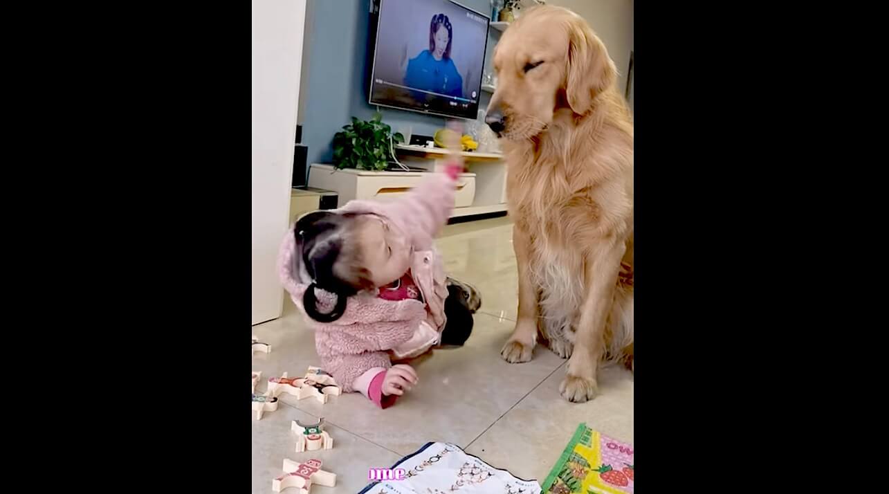 ゴールデンレトリーバー,動画