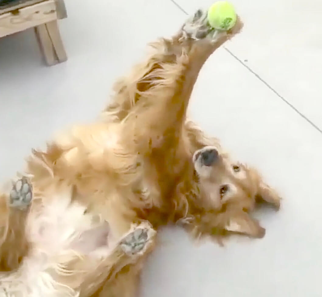 ゴールデンレトリーバー,動画