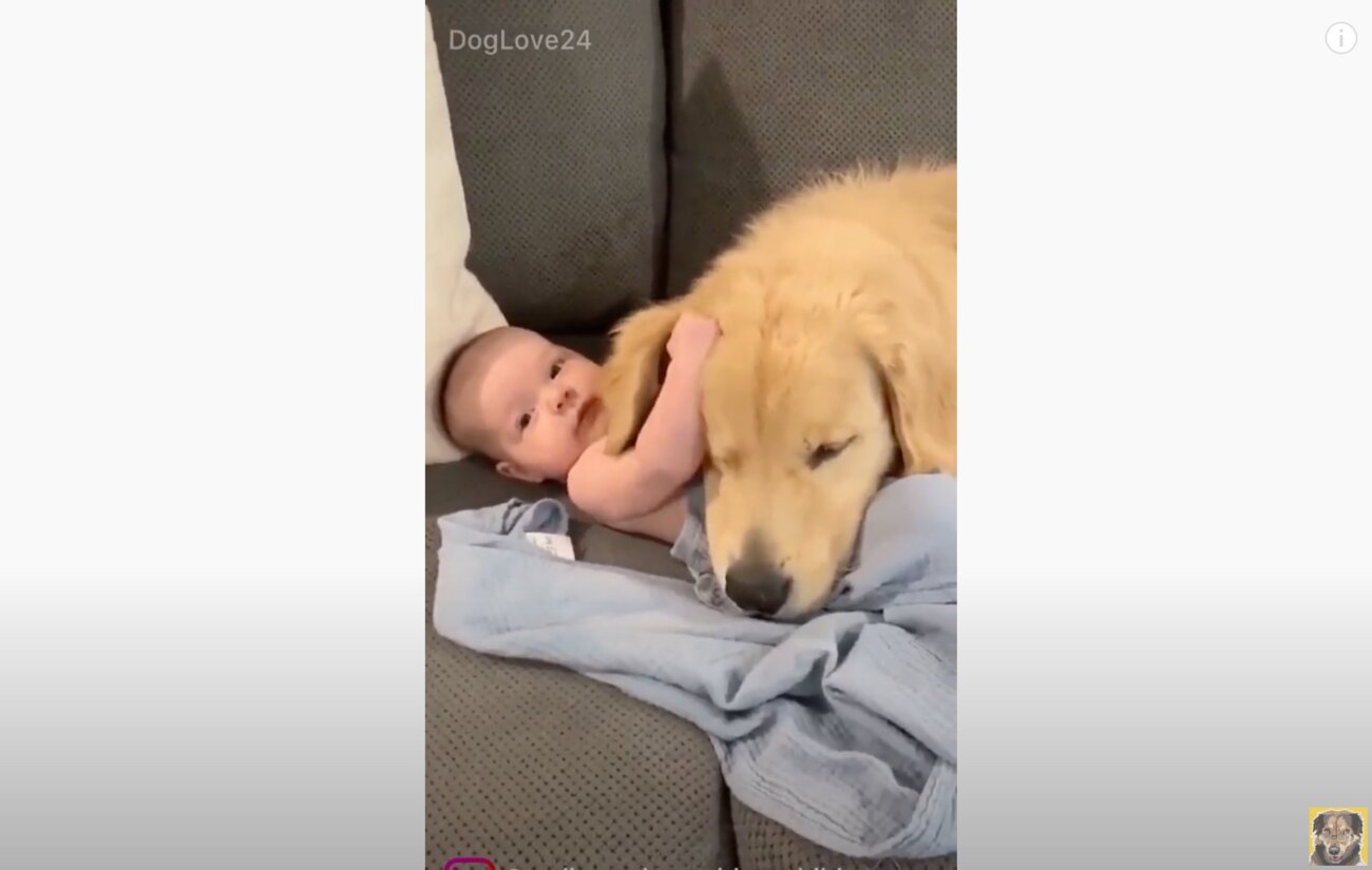 ゴールデンレトリーバー,動画