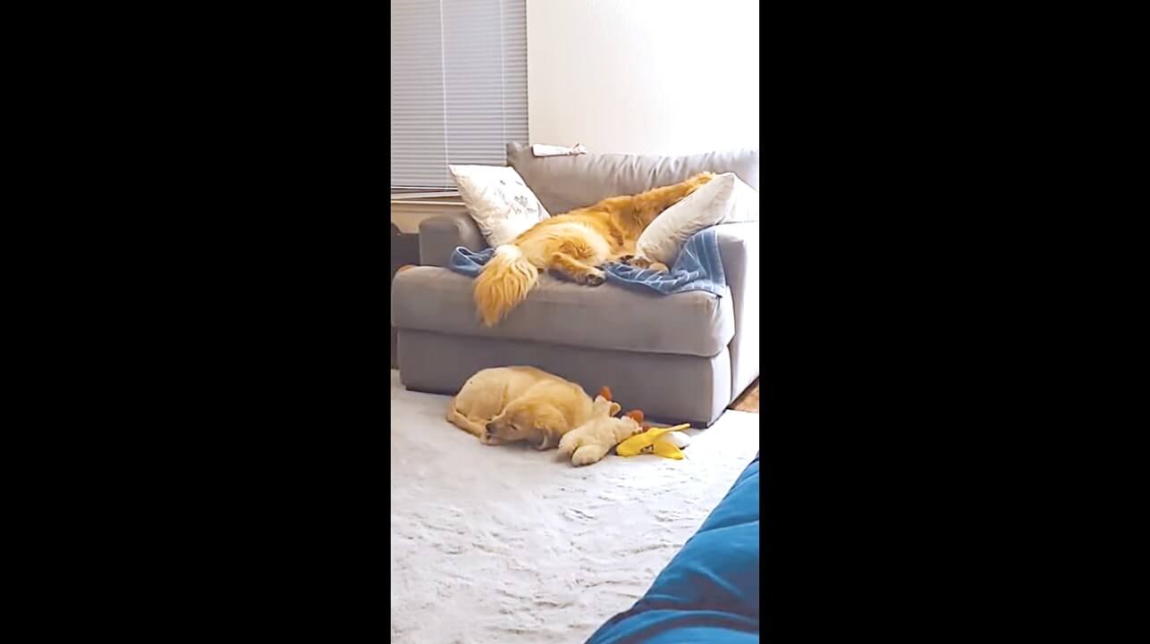 ゴールデンレトリーバー,動画