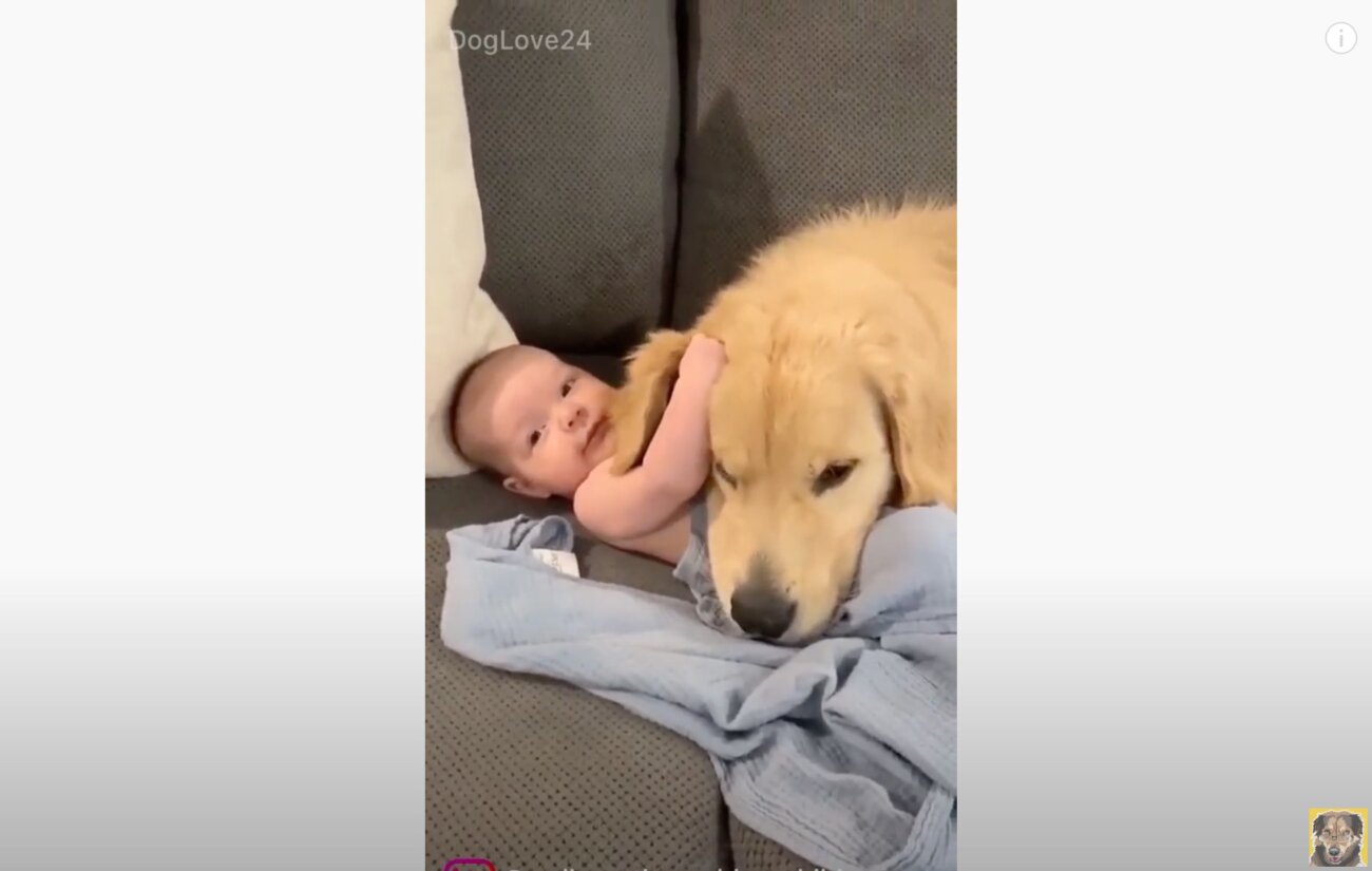 ゴールデンレトリーバー,動画