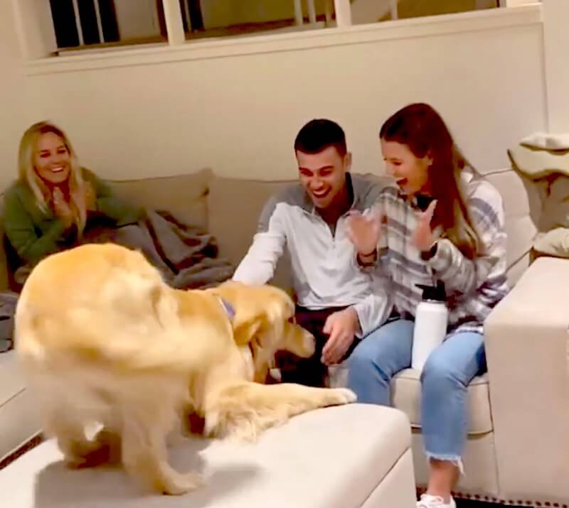 ゴールデンレトリーバー,動画