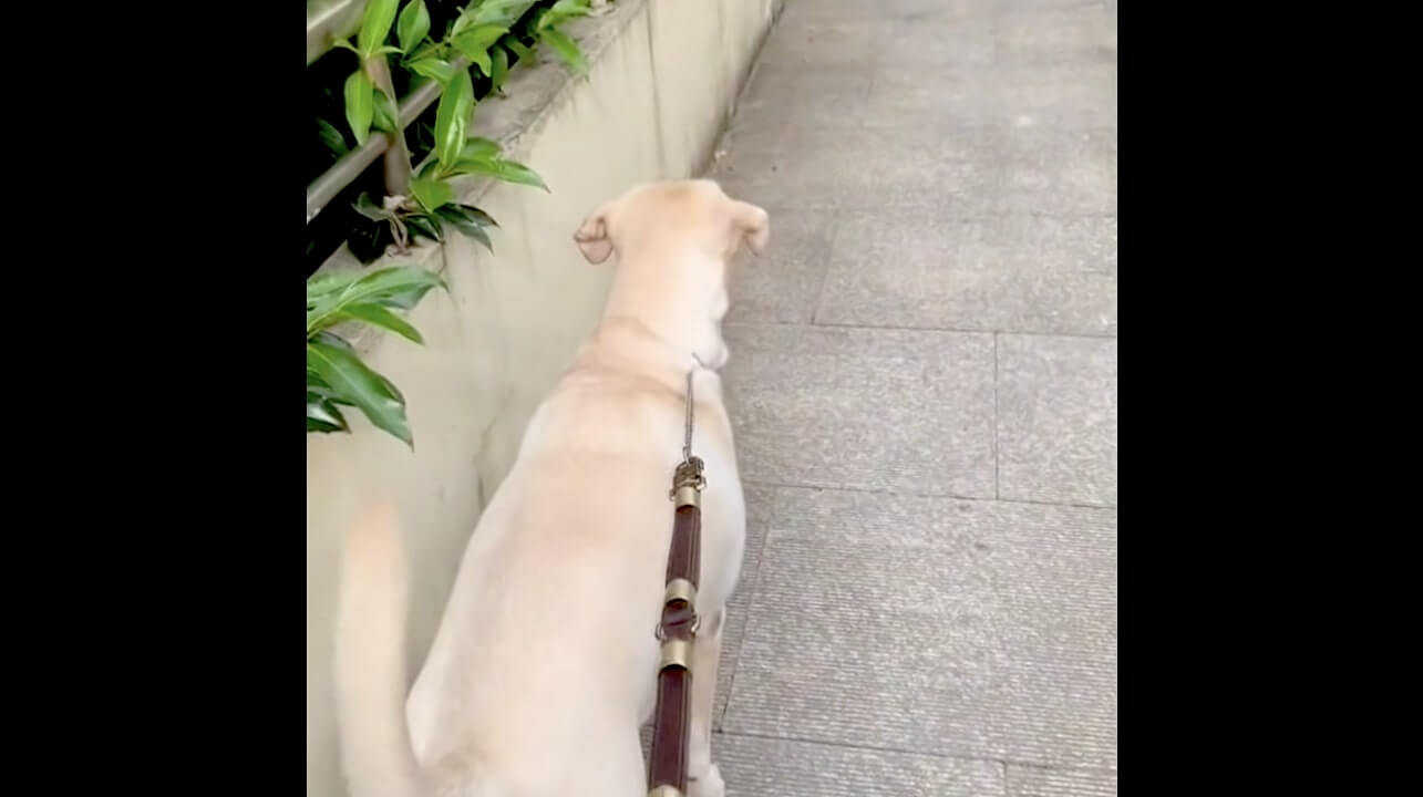 ラブラドールレトリーバー,動画