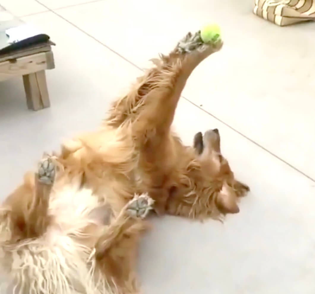 ゴールデンレトリーバー,動画