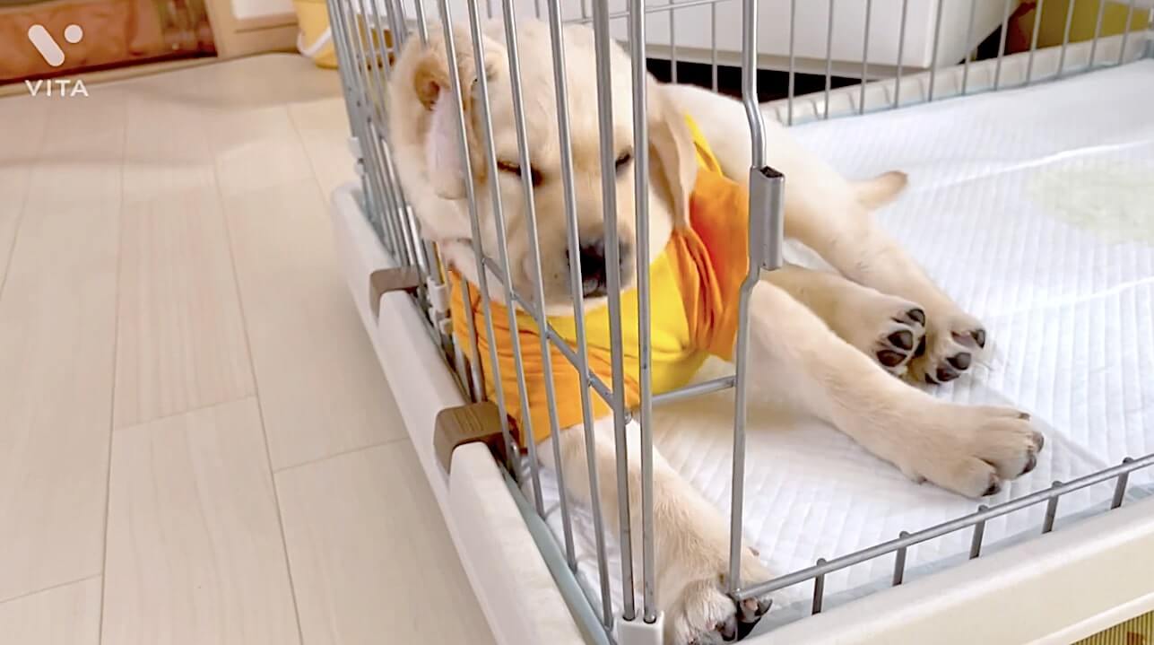 ラブラドールレトリーバー,動画