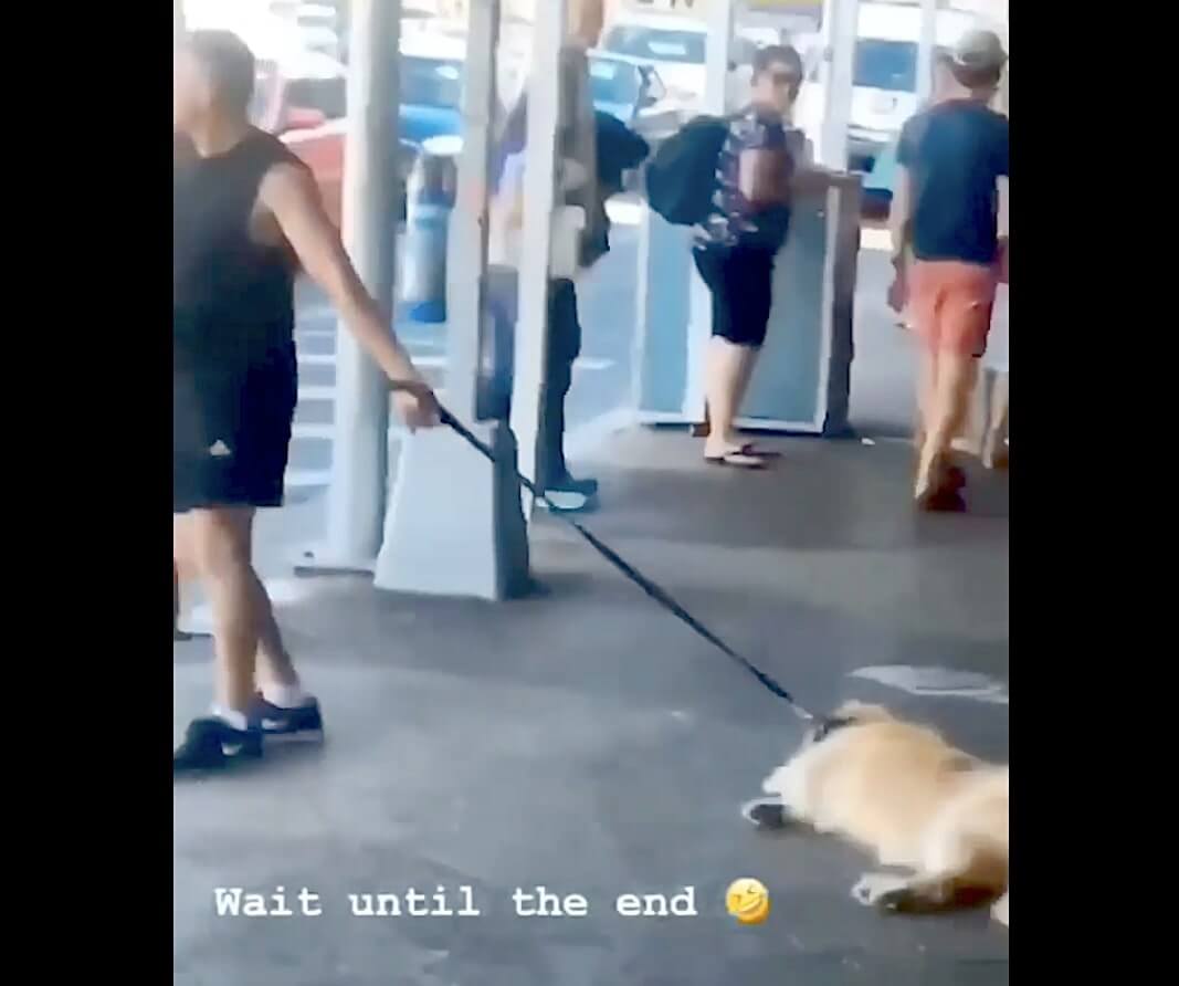 ゴールデンレトリーバー,動画