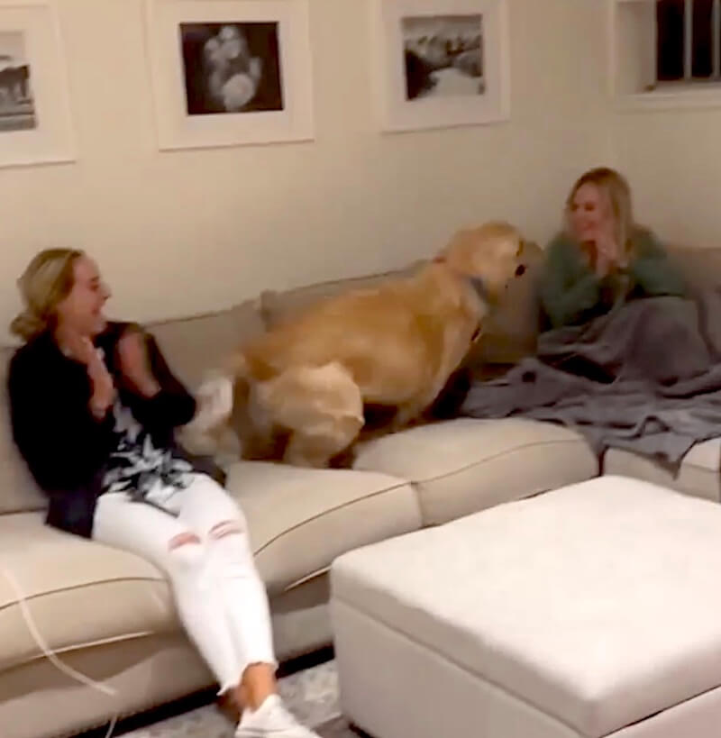 ゴールデンレトリーバー,動画