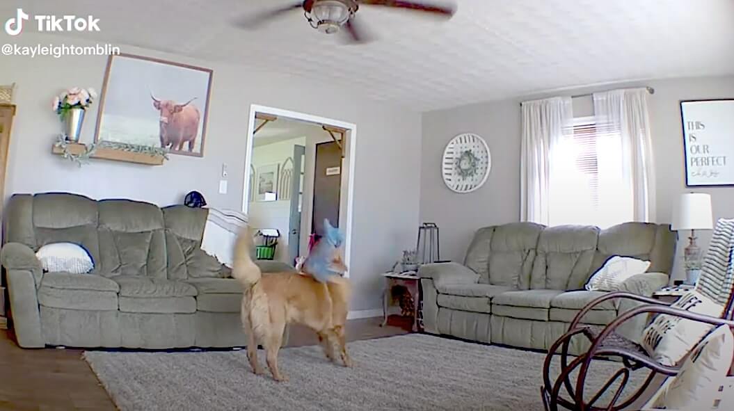 ゴールデンレトリーバー,動画