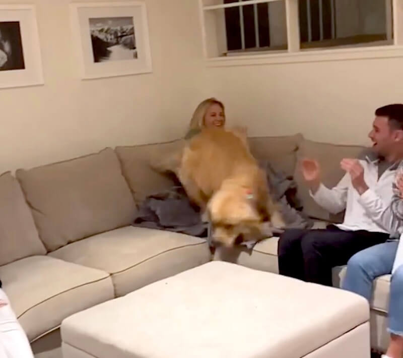 ゴールデンレトリーバー,動画